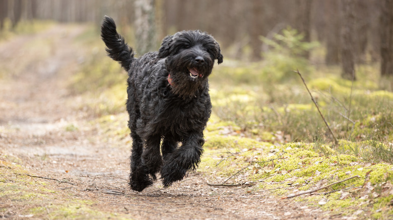 A giant Schnauzer running in the forest with a happy expression on its face