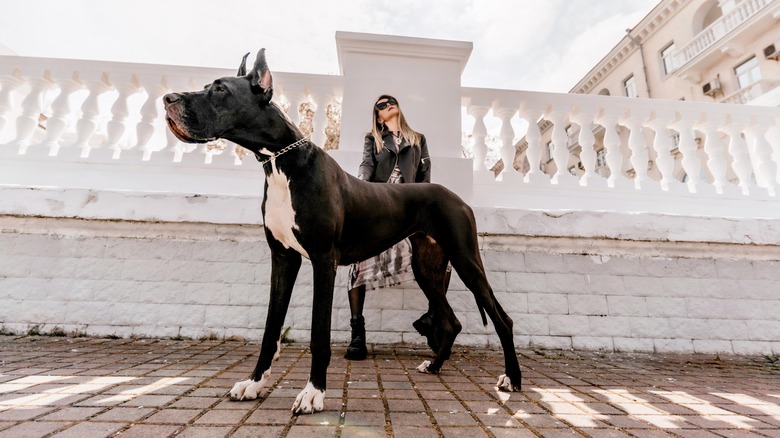 A woman standing outside with her great Dane in front of her