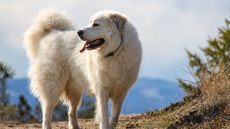 A great Pyrenees standing outside with mountains int he background