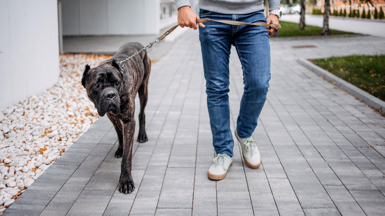 Man walking down a paved sidewalk with his Cane Corso with him