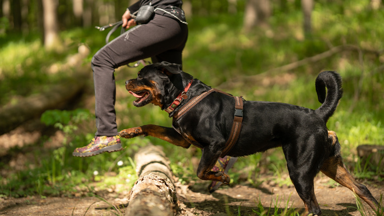 A Rottweiler going on a run in the woods with its owner, jumping over a log