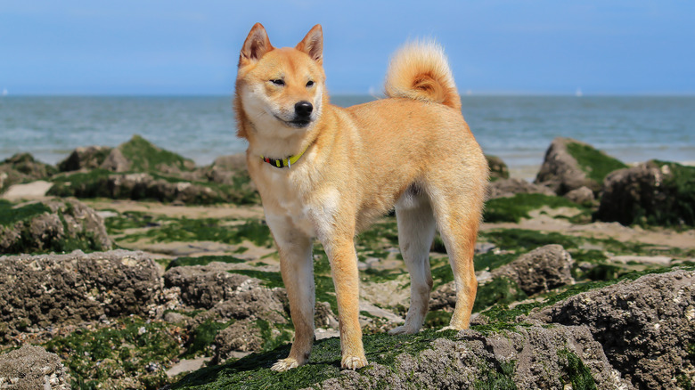 A shiba inu standing on rocks beside the ocean