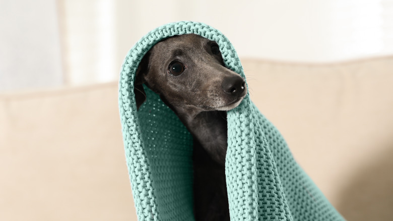 italian greyhound sitting under blanket on couch