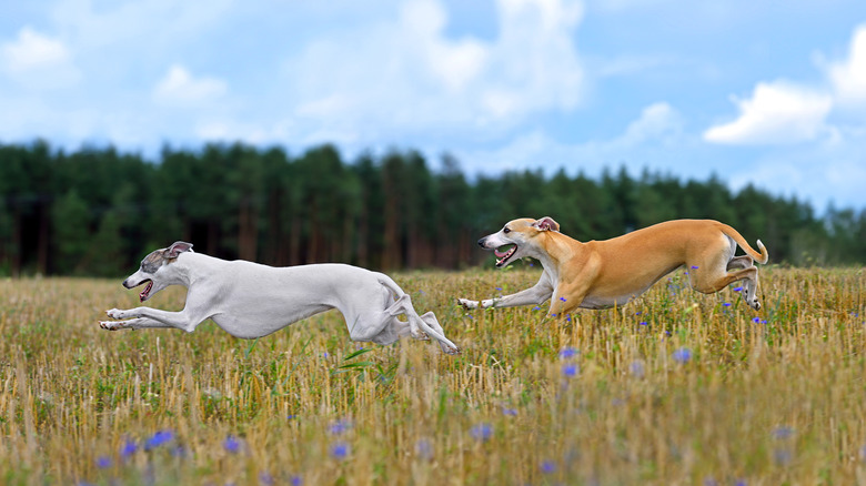 two whippets running across field