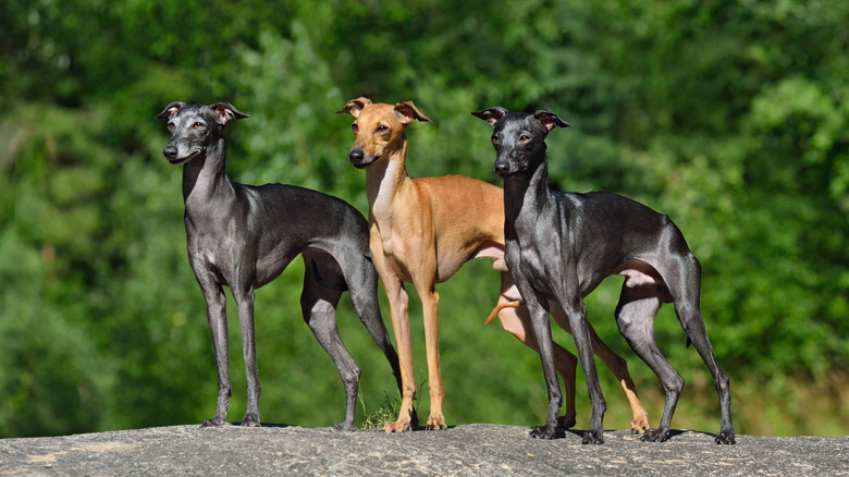 Italian greyhounds outside