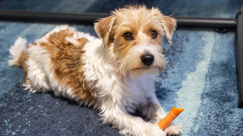 dog holding chewed carrot between their paws