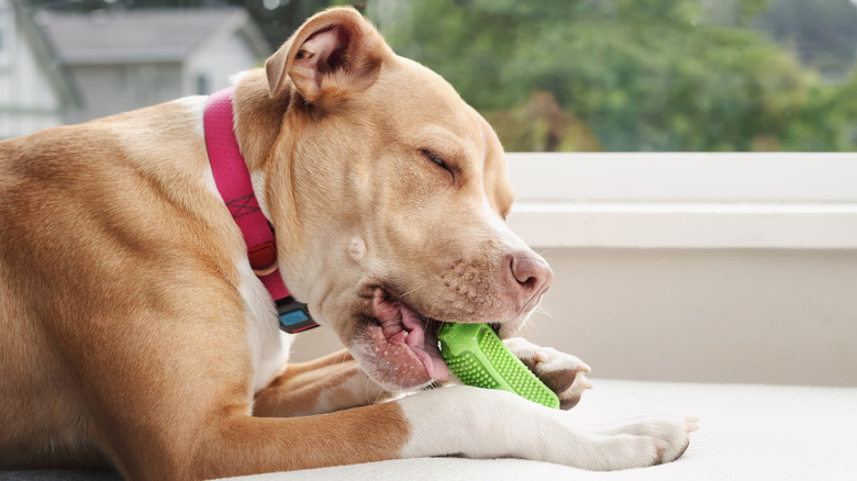 dog happily chewing on green toy