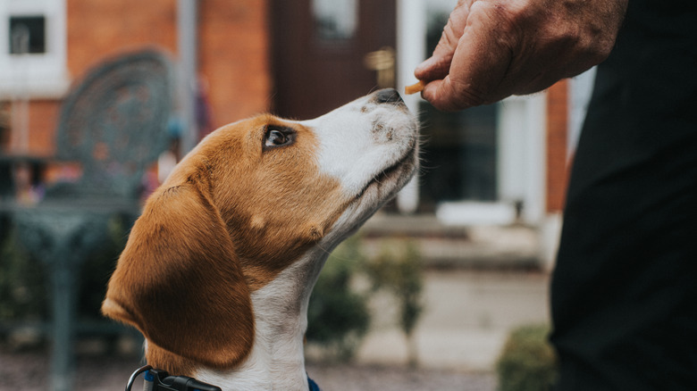 dog sitting patiently to get treat from owner's hand