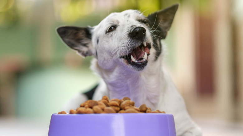 dog eating food from their bowl