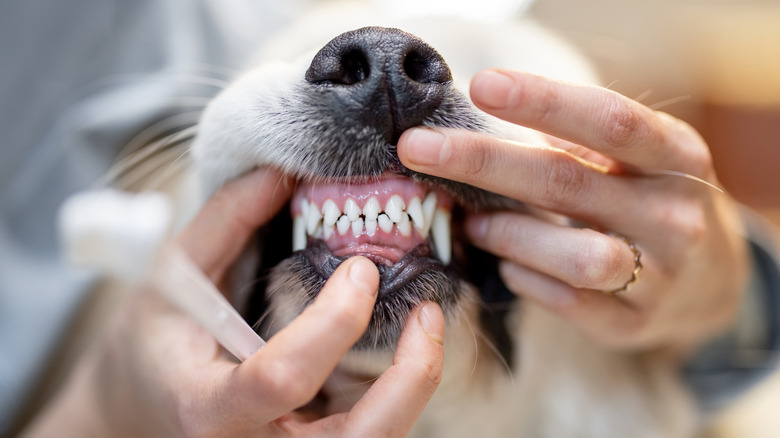 person parting dog's lips to look at their teeth