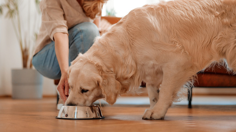 dog eating from their bowl