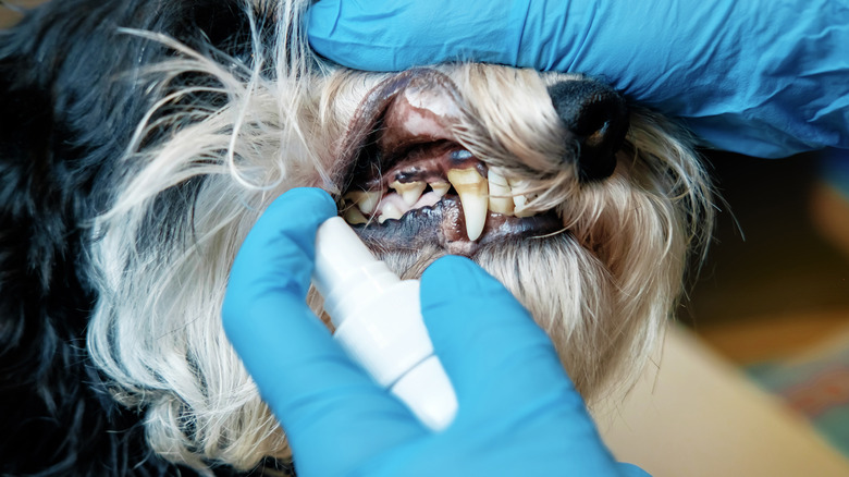 person spraying dental spray onto dog's teeth