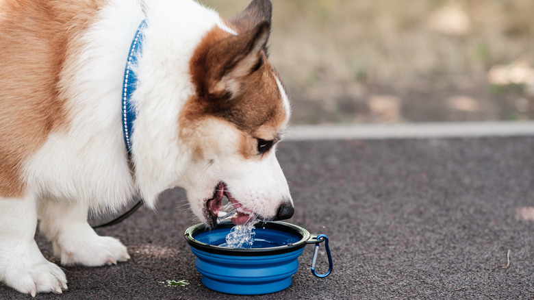 dog drinking from foldable bowl