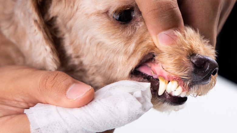 cleaning dog's dirty teeth with a dental cloth