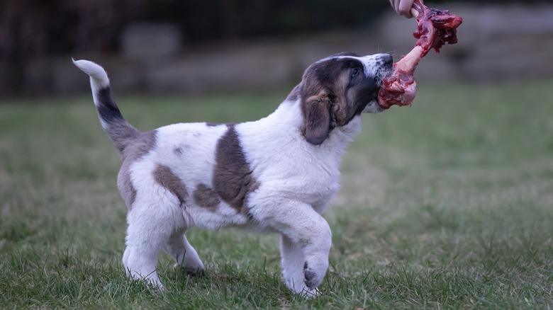 puppy chewing on big bone