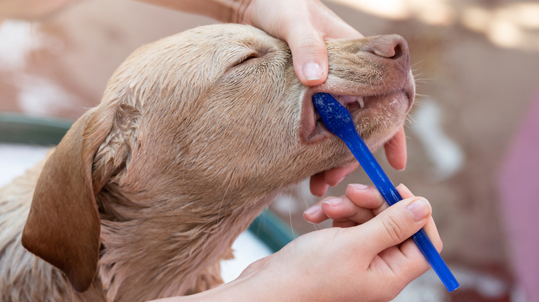 person brushing a wet dog's teeth with a blue toothbrush