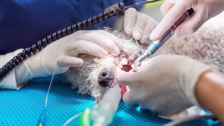 vets performing a dental cleaning on a dog who is under general anesthetic