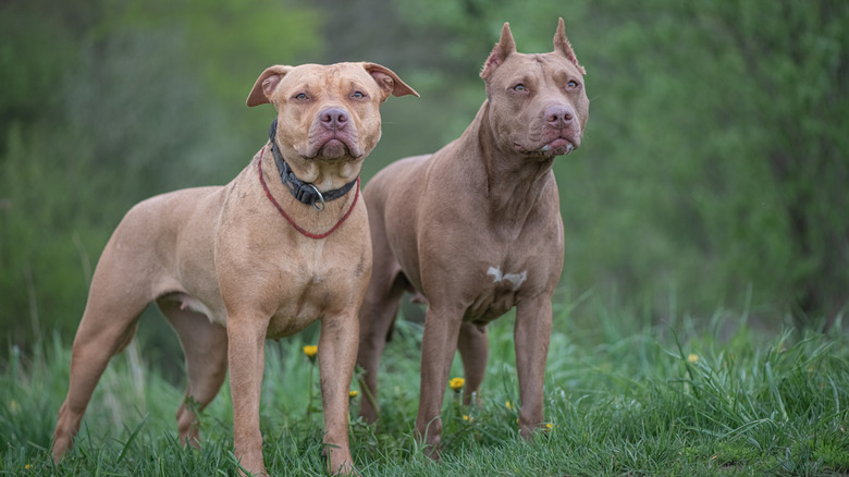 Two American pit bull terriers standing outside