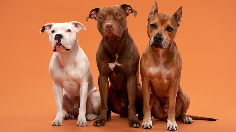 Pit bull, pit bull mix, and American Staffordshire terrier