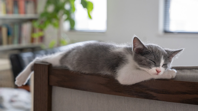 gray and white kitten sleeping on side of chair