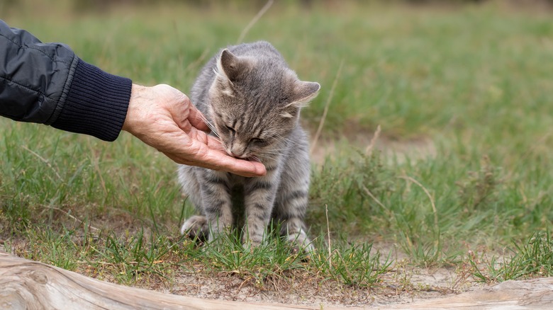 person feeding a stray cat