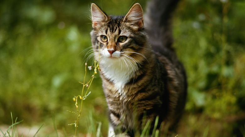 a brown tabby cat outdoors