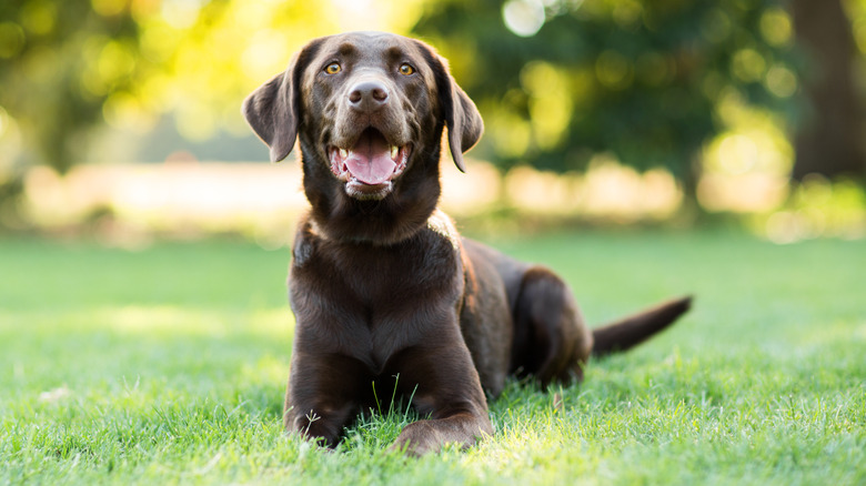 A chocolate Labrador Retriever rests on a lawn