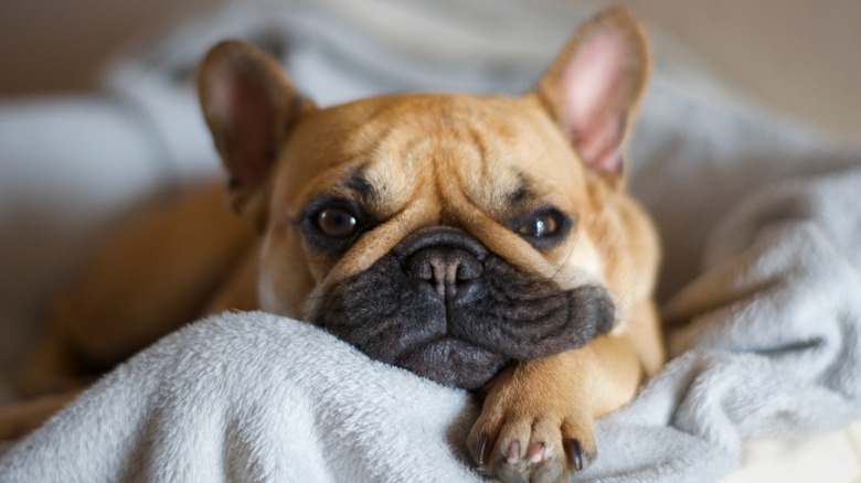 A happy French Bulldog snuggling in bed