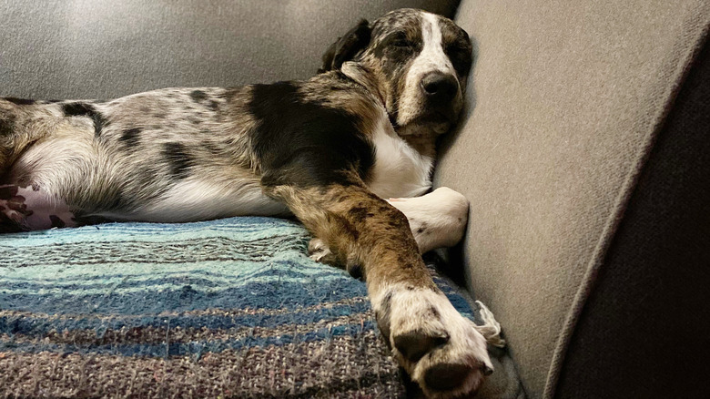 cur dog lying on couch