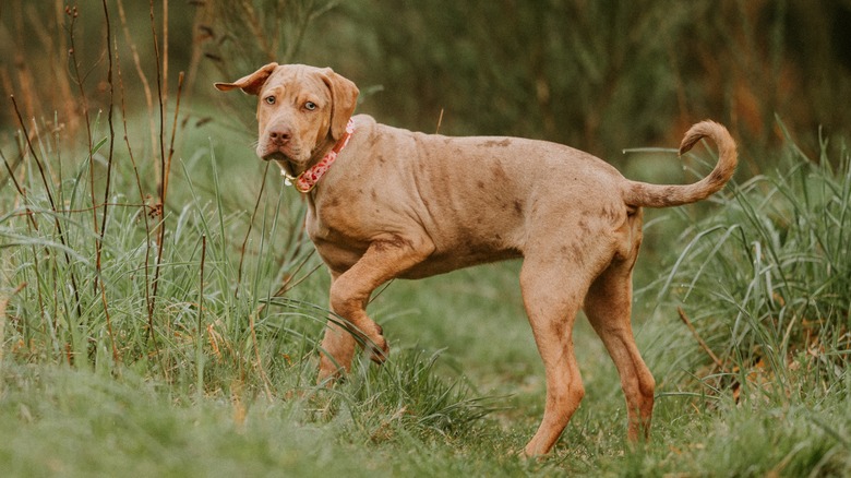 catahoula leopard dog in tall grass