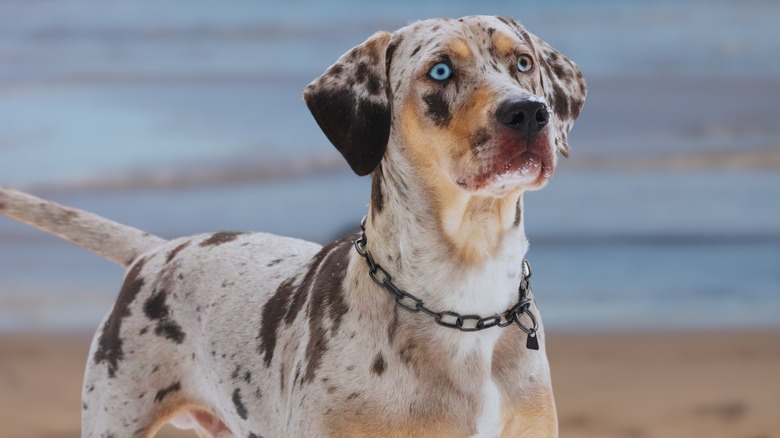 american leopard hound on beach