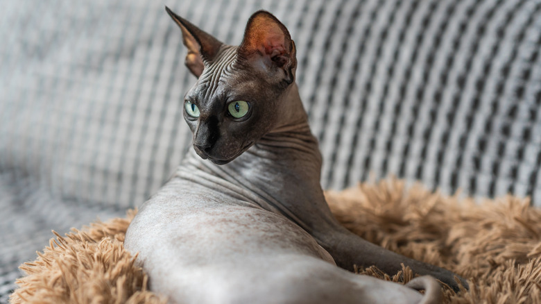 A sphynx cat on a blanket