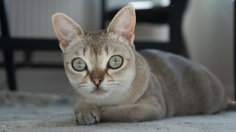 A Singapura cat lying on the floor