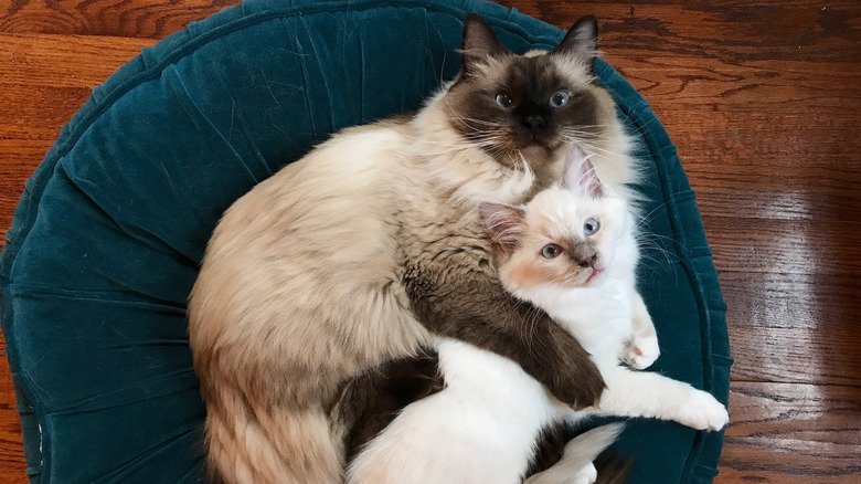 Two ragdoll cats curled in bed.