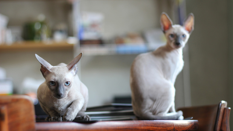 Cornish rex siblings on a kitchen table