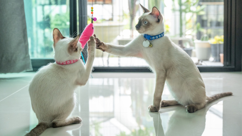 Two Siamese cats playing with a toy