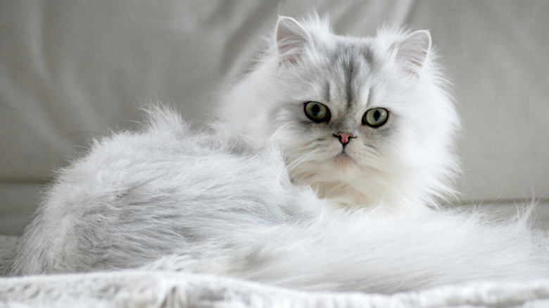 A white Persian cat on the sofa