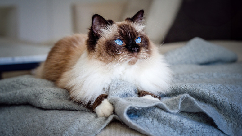 A Birman cat on a blanket