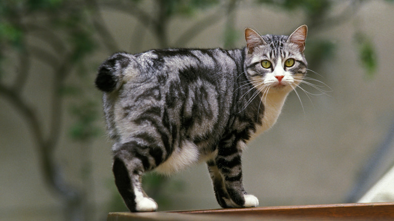 An American bobtail cat outdoors.