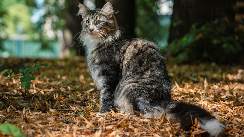 A Norwegian forest cat in a forest.