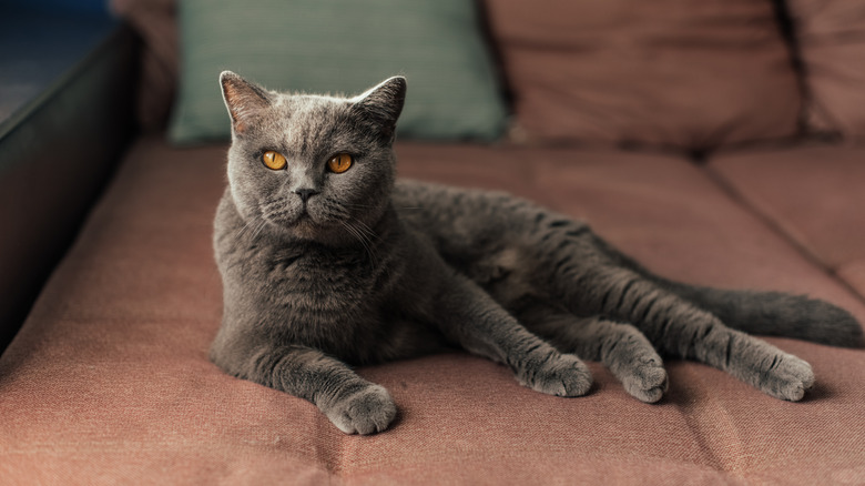 A British shorthair cat on a couch