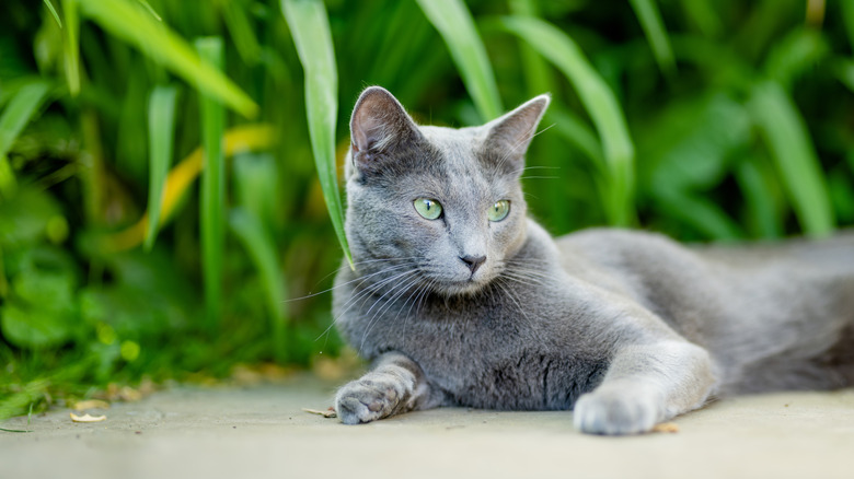 A Russian blue relaxing outdoors