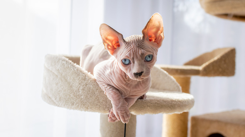 A sphynx cat lies on a cat tree