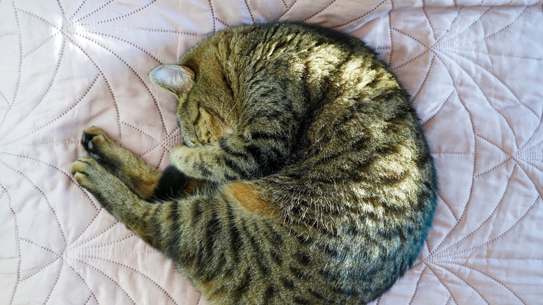 A gray tabby cat sleeps on a bedspread with its nose covered