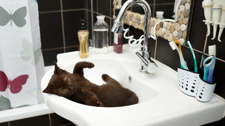 A kitten playing in a bathroom sink with mouthwash visible on rim