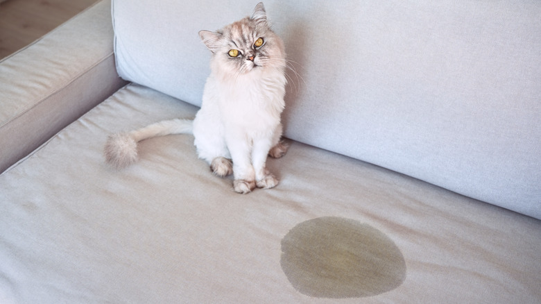 Cat sitting on sofa next to a urine stain on the cushion