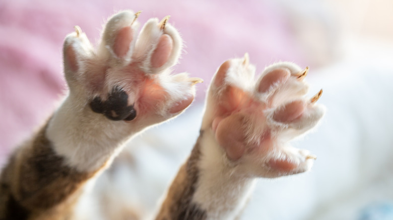 cat paws stretching