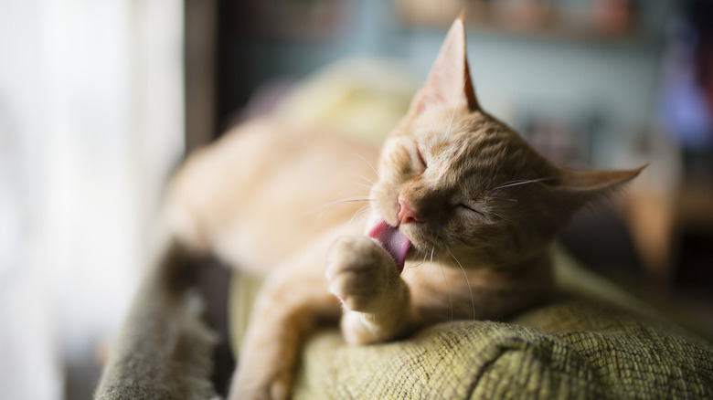 orange cat on couch licking paw