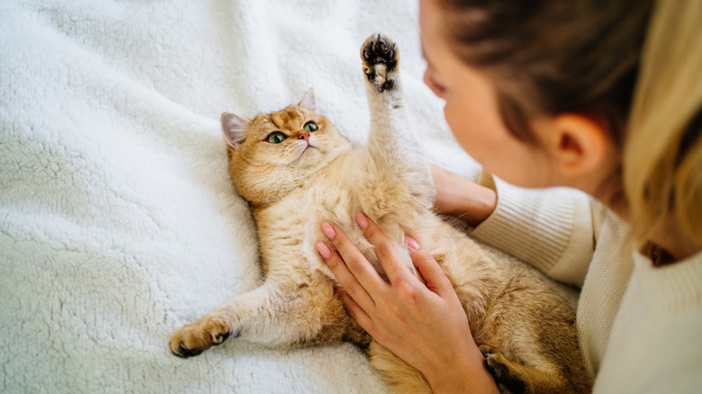 person rubbing cat's belly