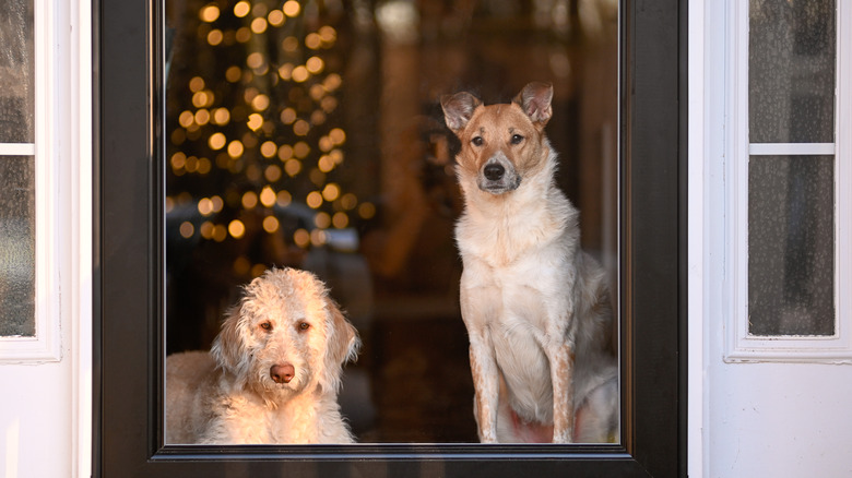 Two dogs await holiday guests at the door